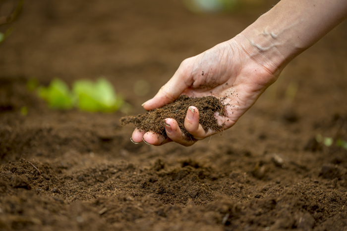 园艺和户外活动 : 浅谈园艺和户外活动对健康的益处